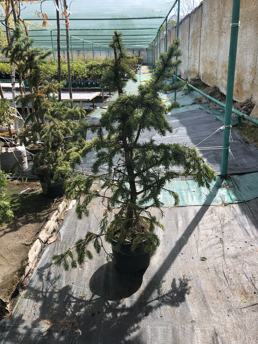 13 мая 2024 года -спустя четыре сезона жизни в питомнике