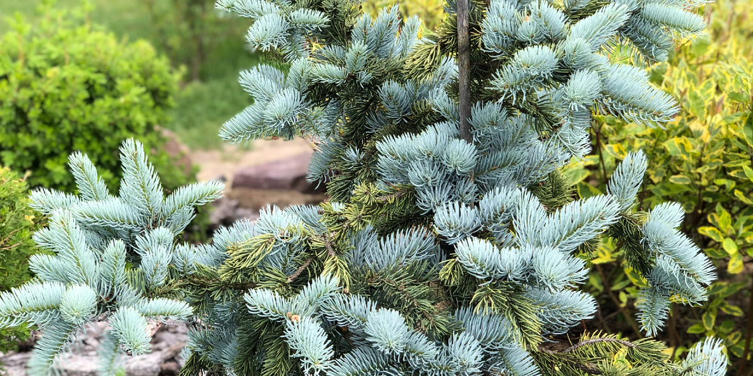 САМАЯ ГОЛУБАЯ ЕЛЬ "ХУПСИ". ОЖИДАНИЯ И РЕАЛЬНОСТЬ В ПОДМОСКОВЬЕ...