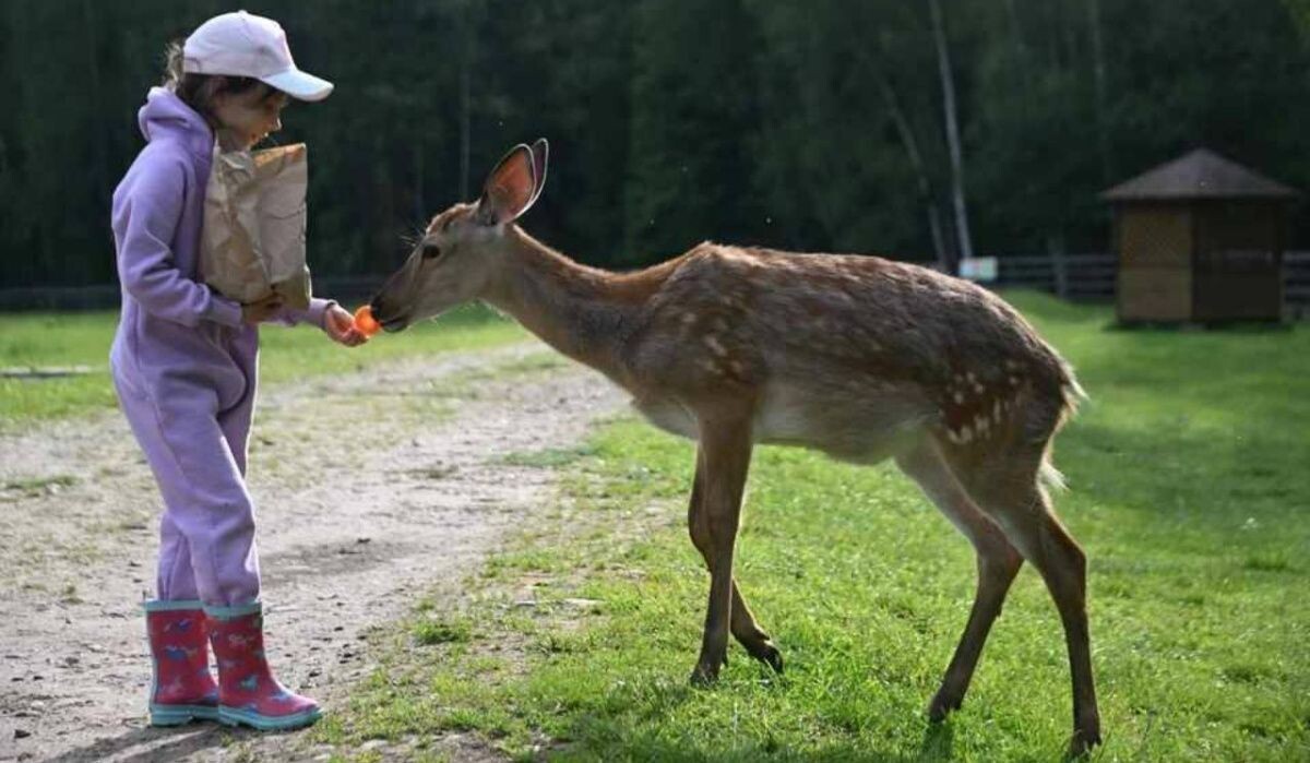     Кормление животных. Источник: chel.kp.ru Автор фото: Евгения Гусева