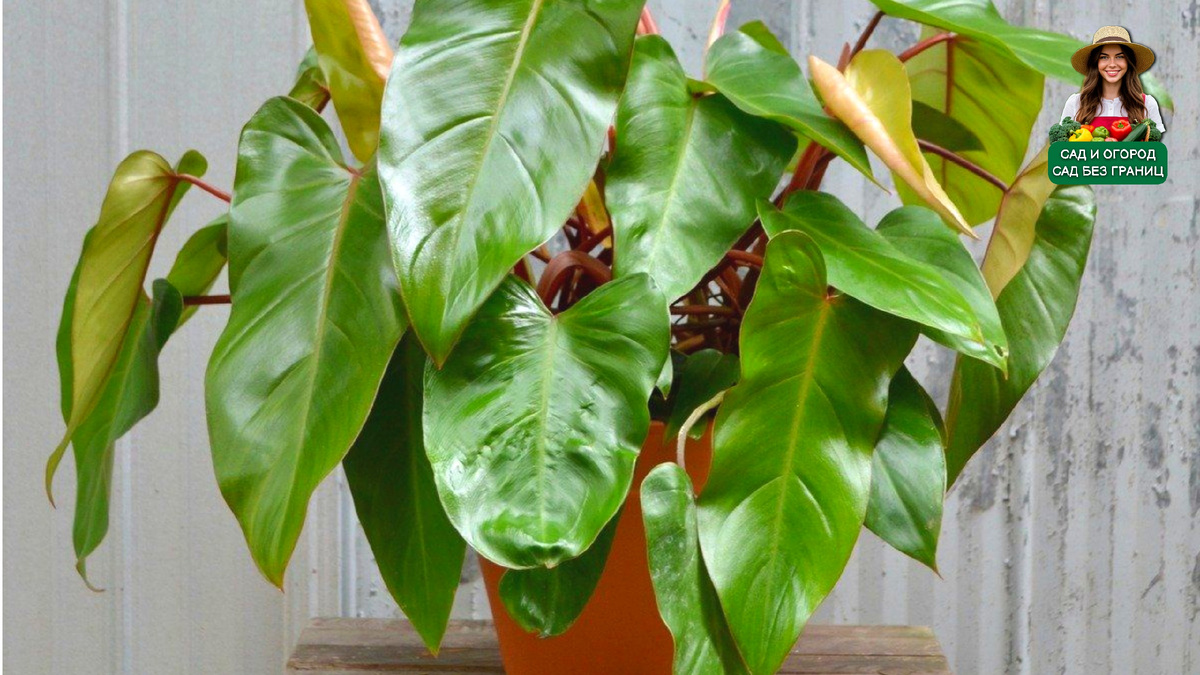 Филодендрон.