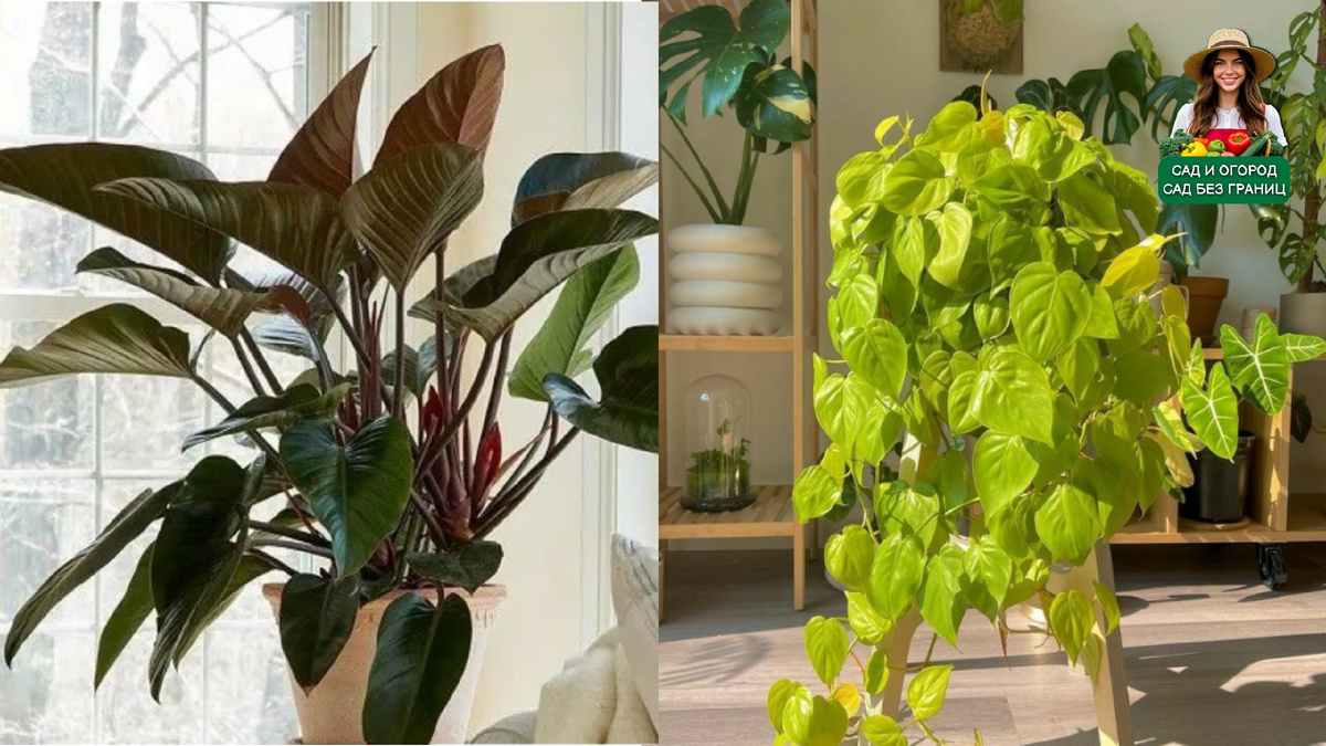 филодендрон.