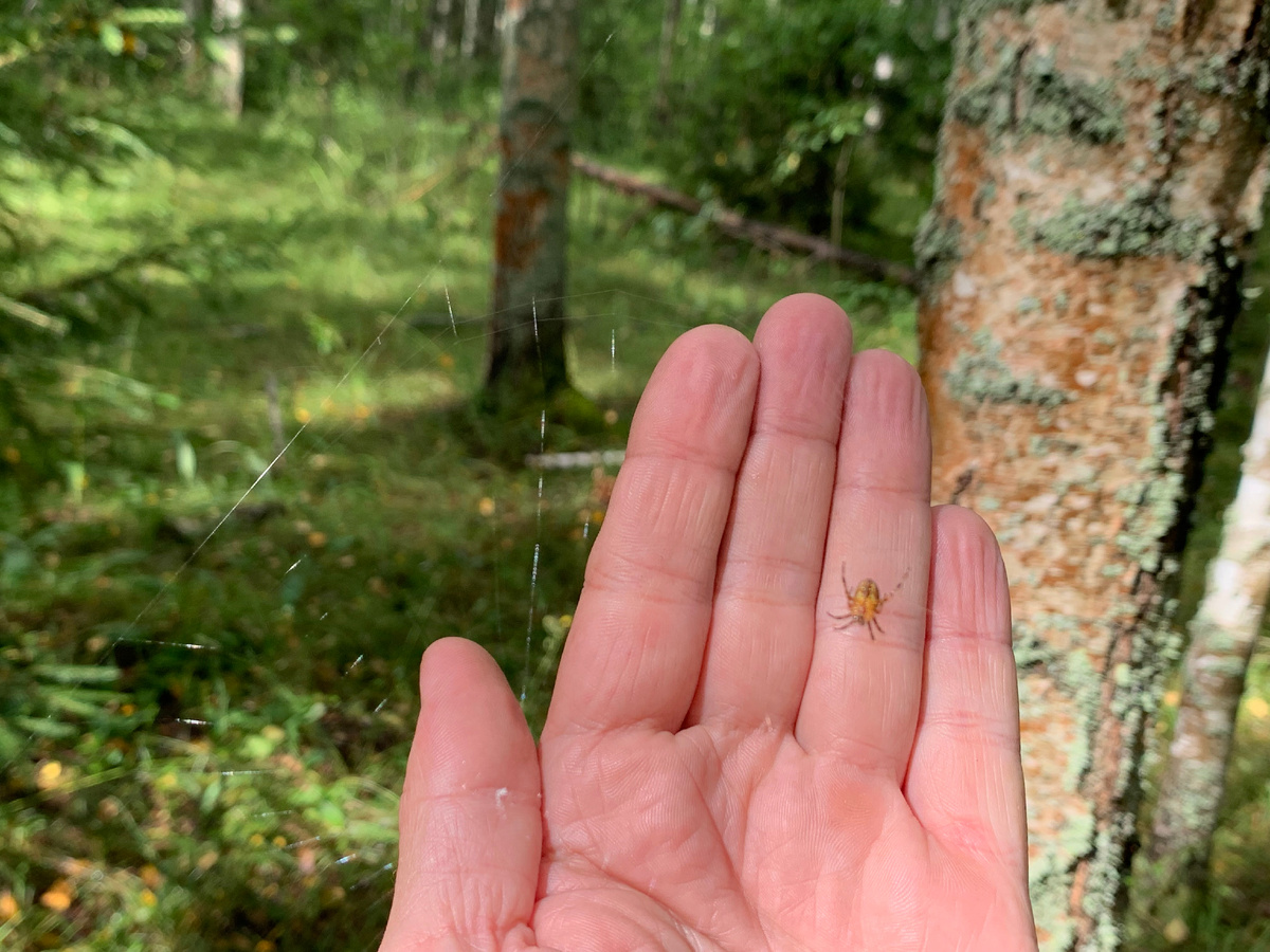 а иногда и лицом в лесу в такую паутину можно попасть, весело