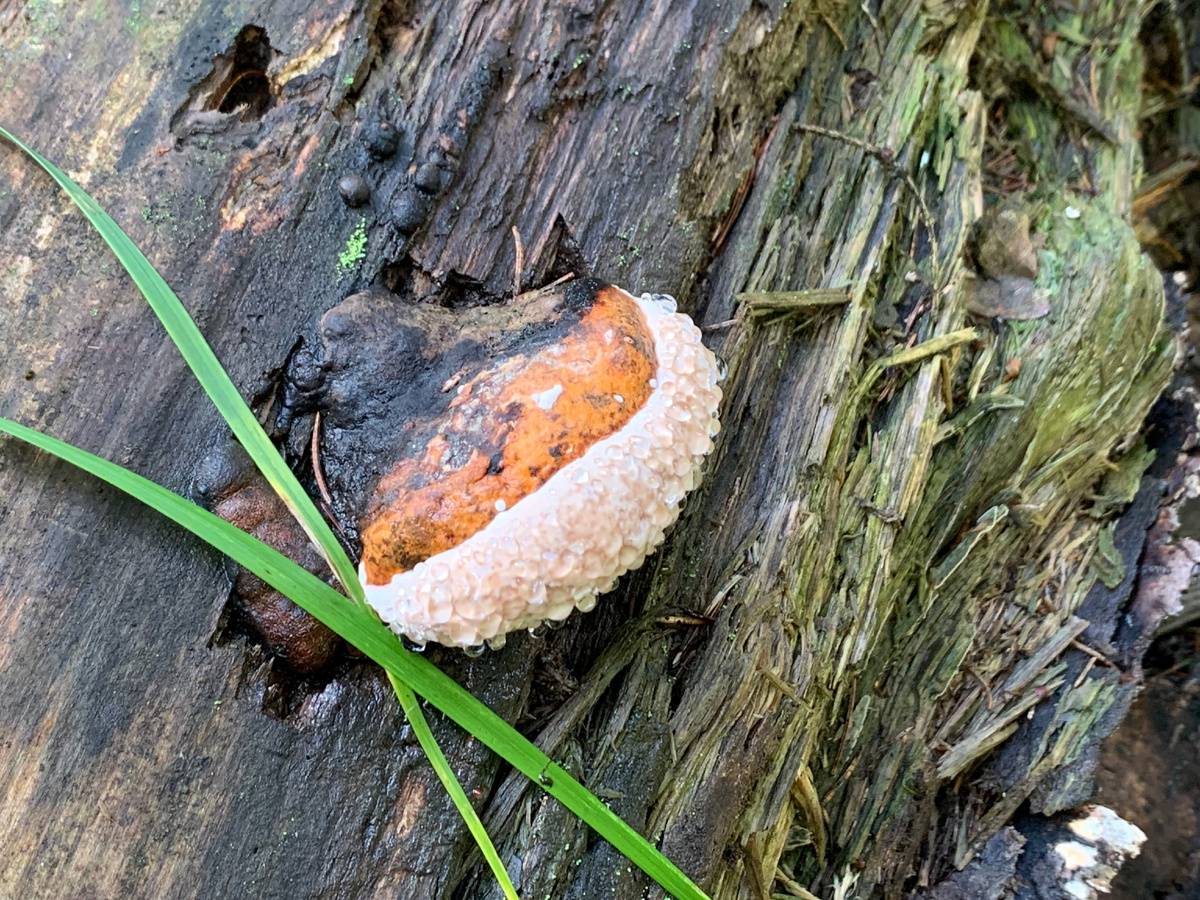 капли влаги н трутовике