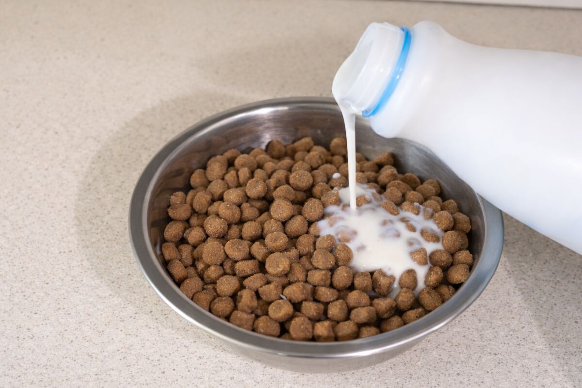 Кефир наливают в миску с кормом