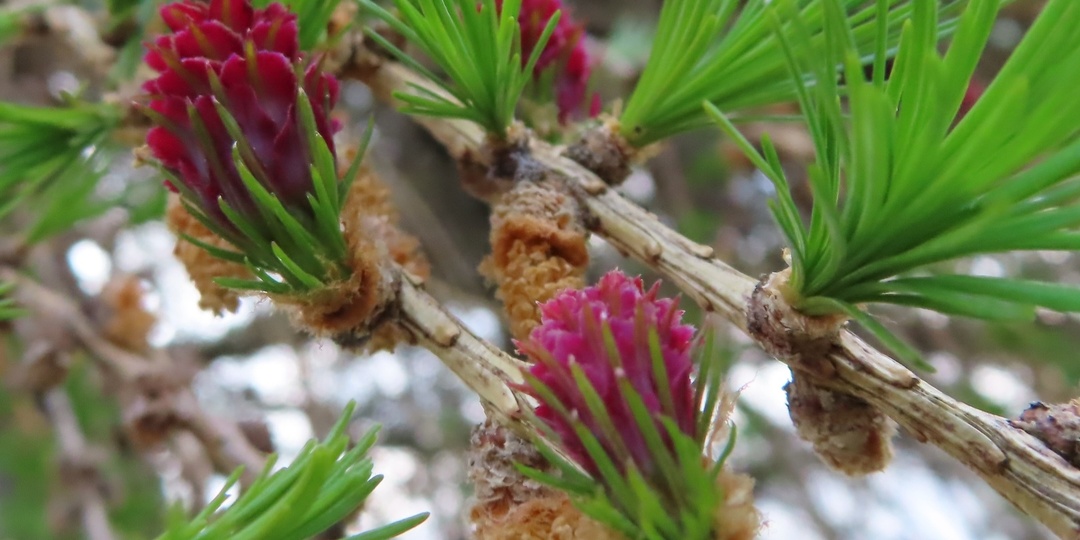 Когда деревья надевают серёжки: календарь наблюдений