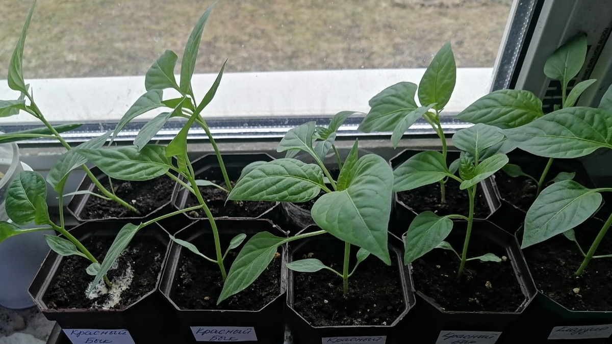 Здоровый лист перца — равномерно зеленый, без пятен и деформаций