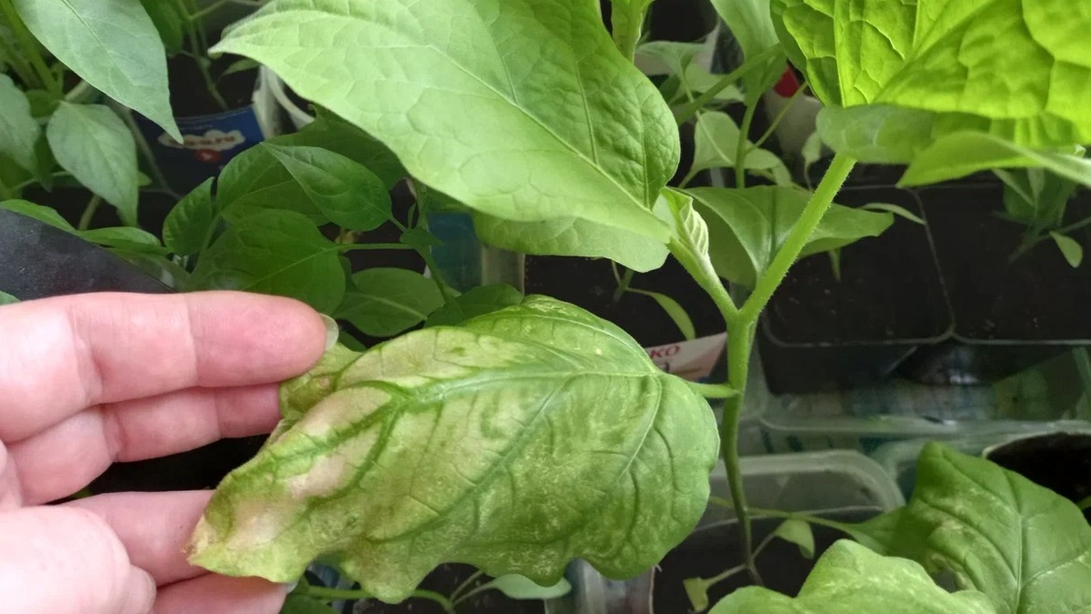 Желтые пятна между зелеными прожилками — классический признак нехватки магния