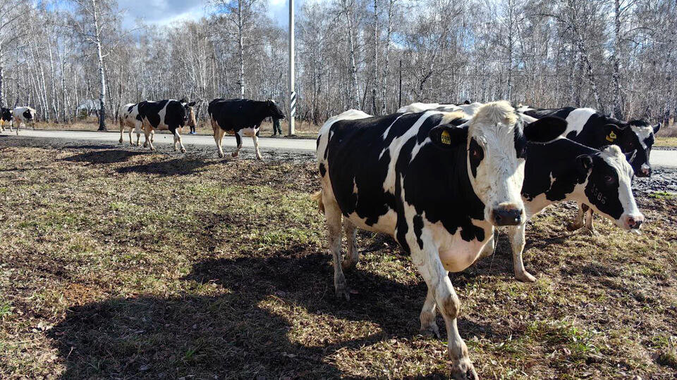     Фермеров обязали компенсировать ущерб в 140 тысяч за бой быка и коровы у авто ИЗВЕСТИЯ