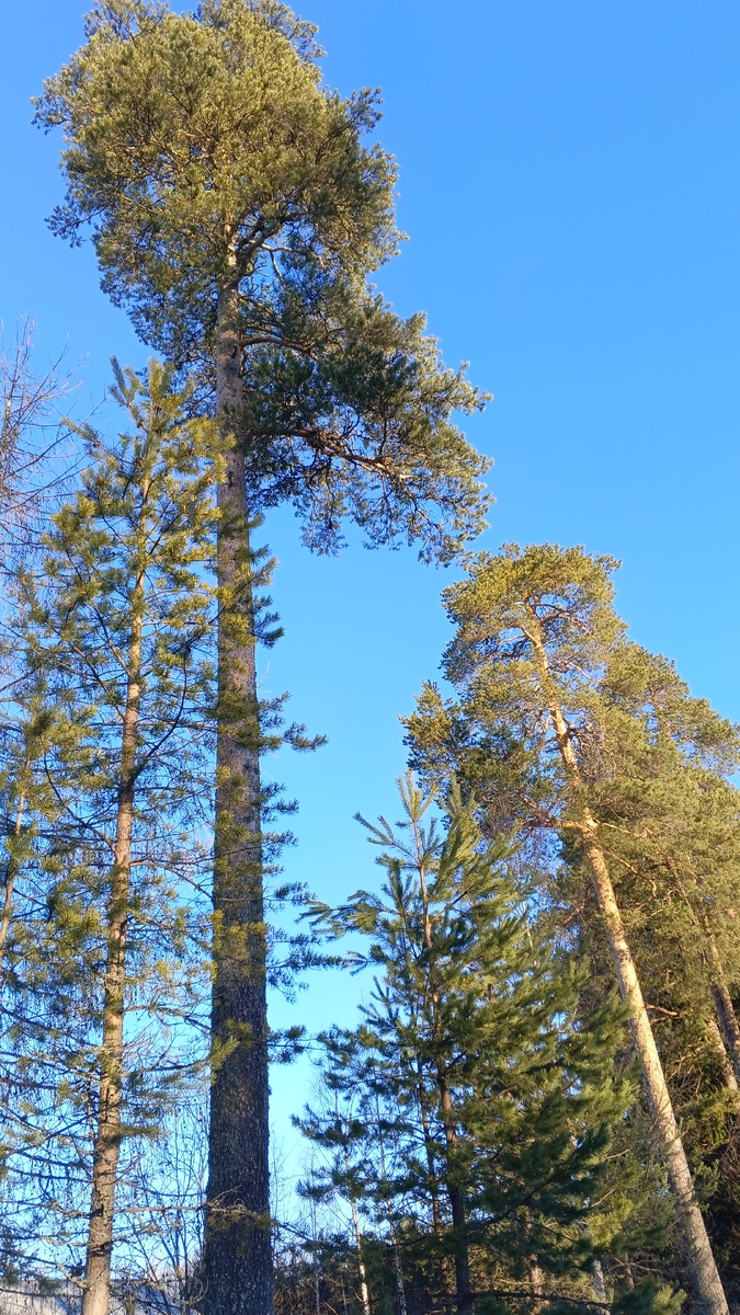 фото автора: эти сосны меня всегда встречают, когда я приезжаю в посёлок. Лет им очень много.
