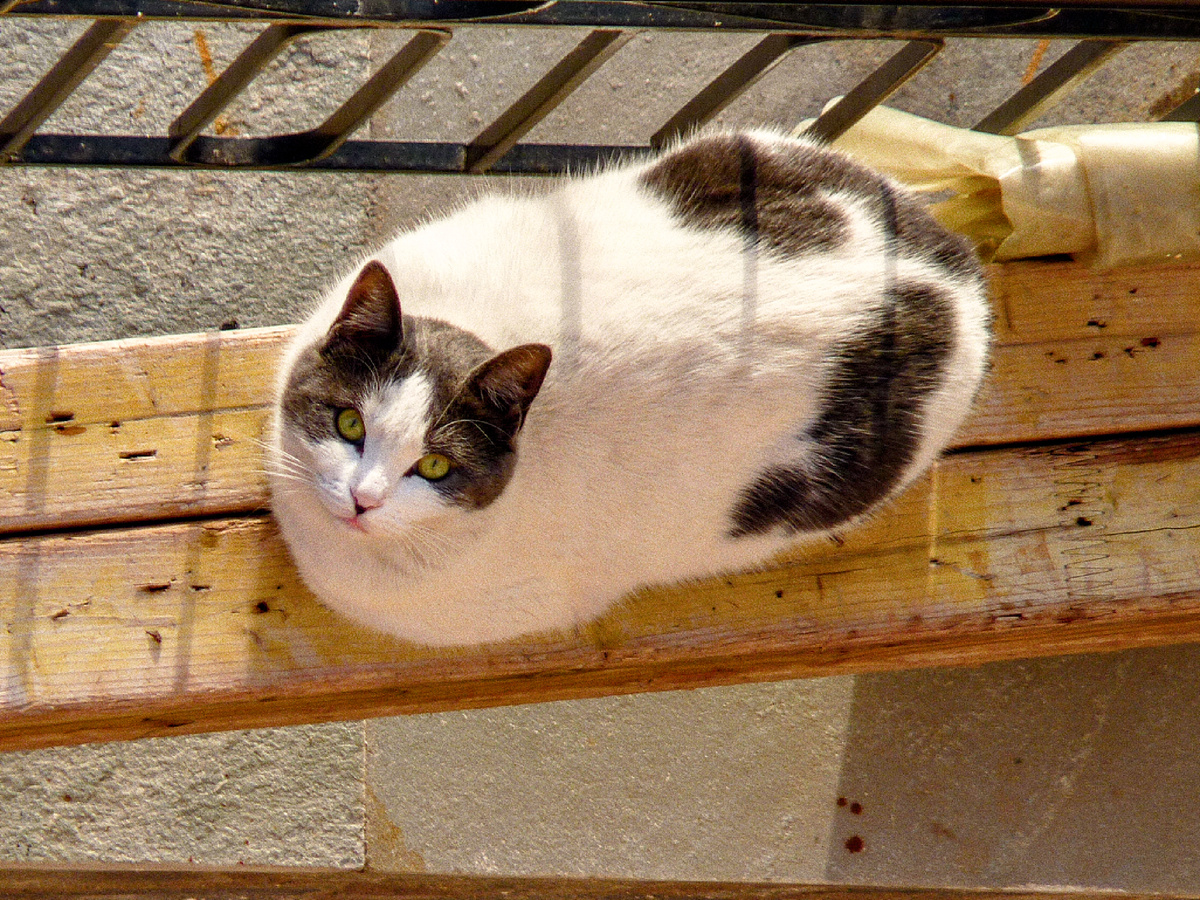 Фотография: giskou, CC BY-SA 2.0