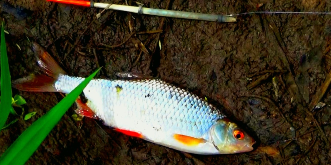 Как ловить на поплавок весной: глубина и насадка, которые работают после схода льда