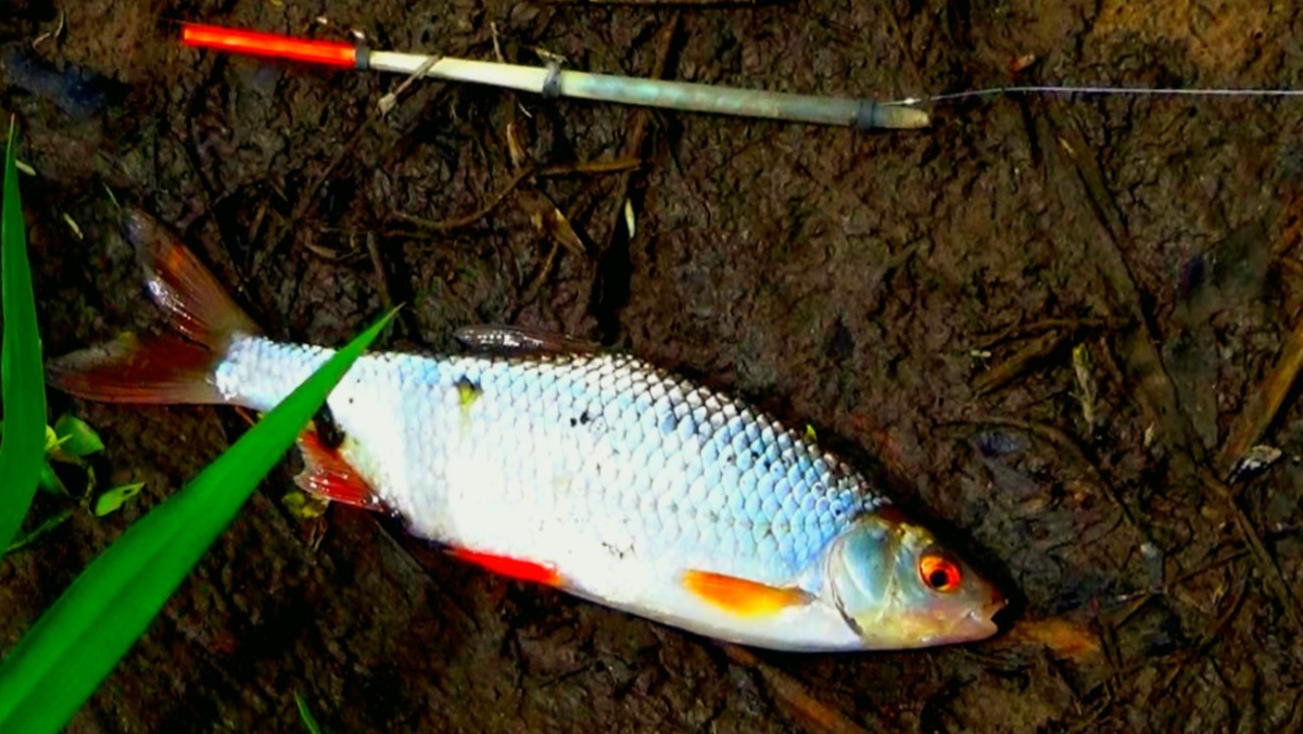 Весенняя поплавочная плотва