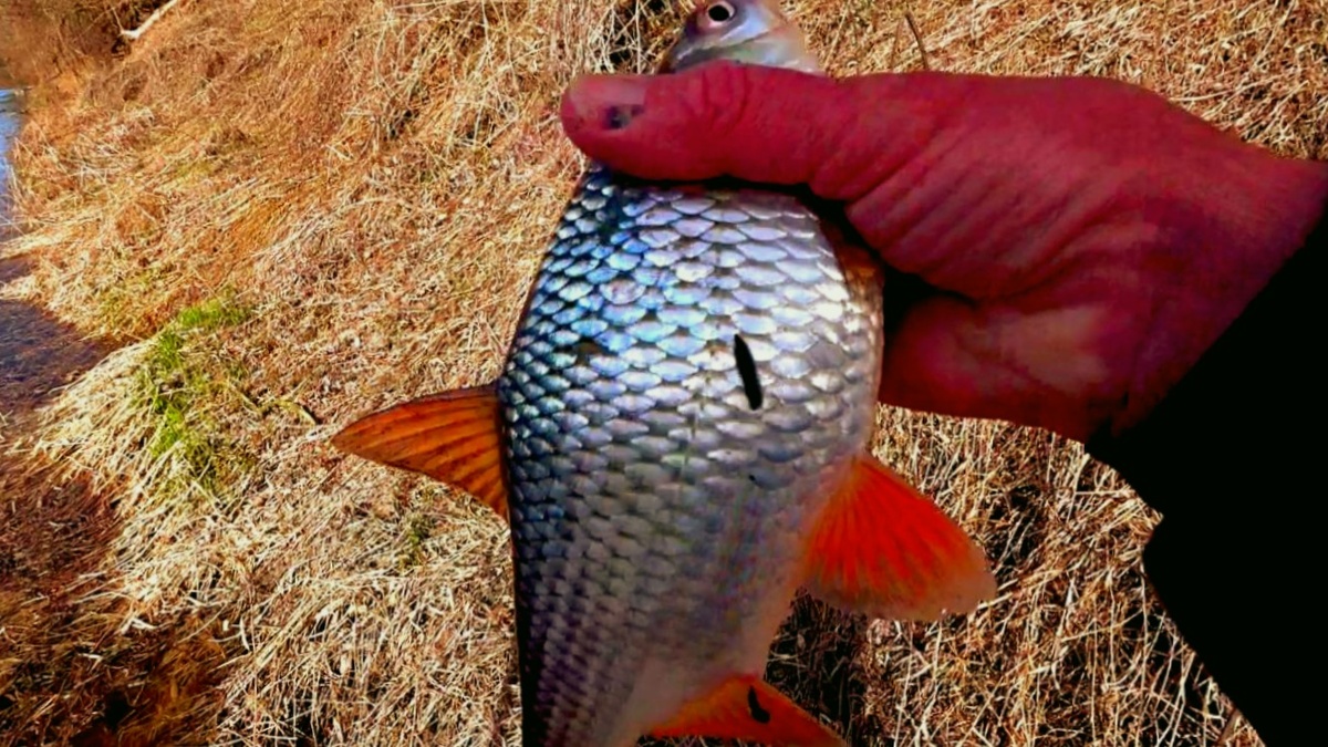 Крупная плотва - желанный трофей