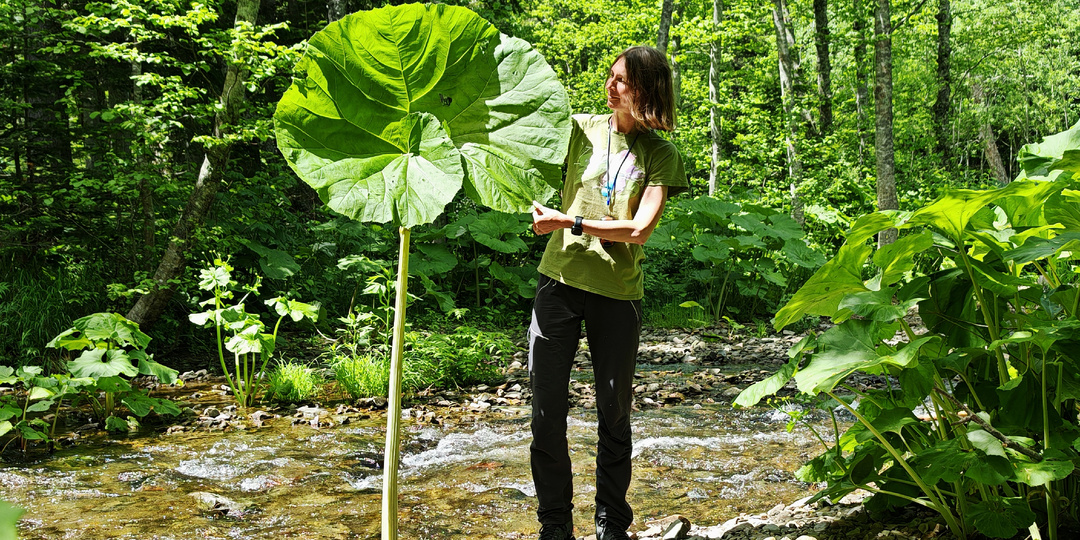 Гигантские лопухи на Курилах и Сахалине. Откуда они?