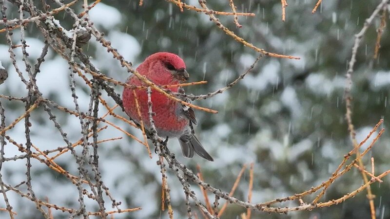     Щуры. Роман и Татьяна Воробьевы