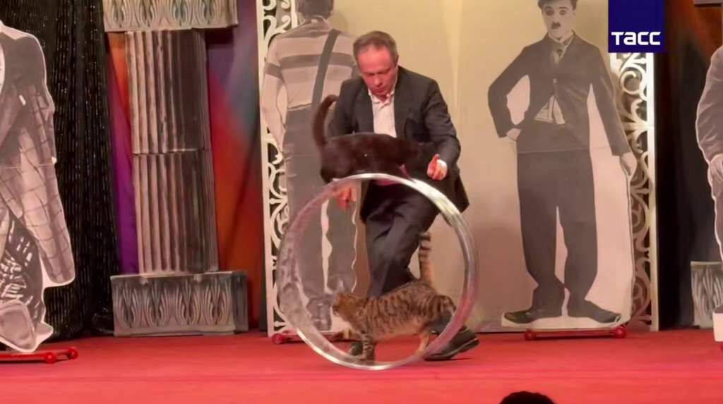    Видео: Никита Башмаков/ТАСС