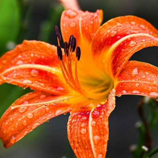    Луковицы лилий сажают весной Кристина Борунова