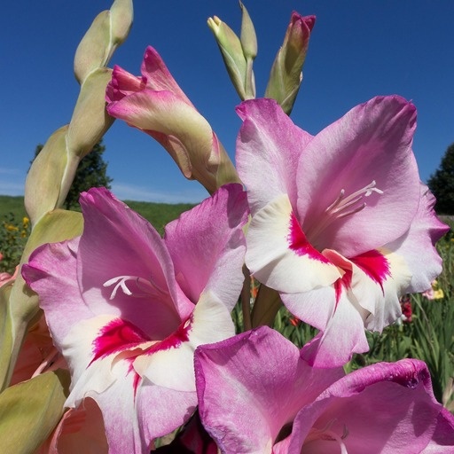    Гладиолусы — луковичные, которые сажают весной Кристина Борунова