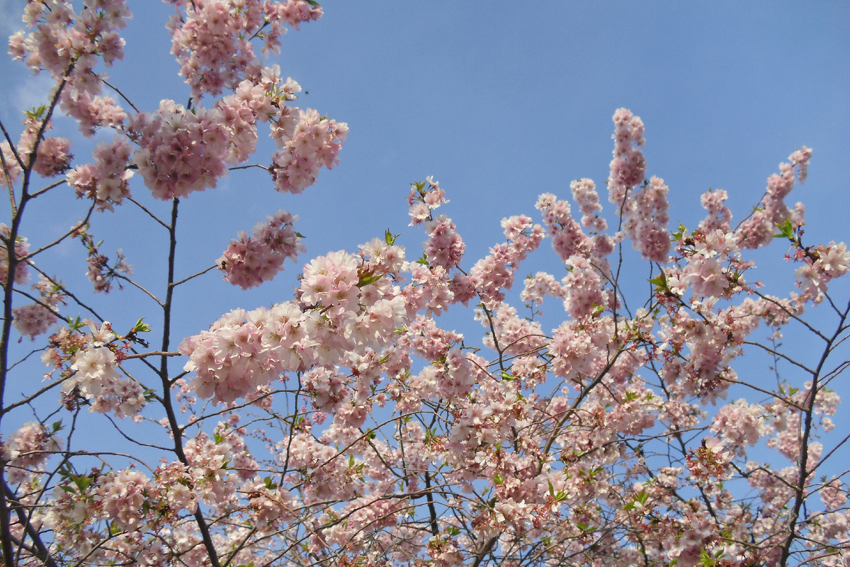 Падуя. Ботанический сад 6.4.2013. Фотографии авторские.