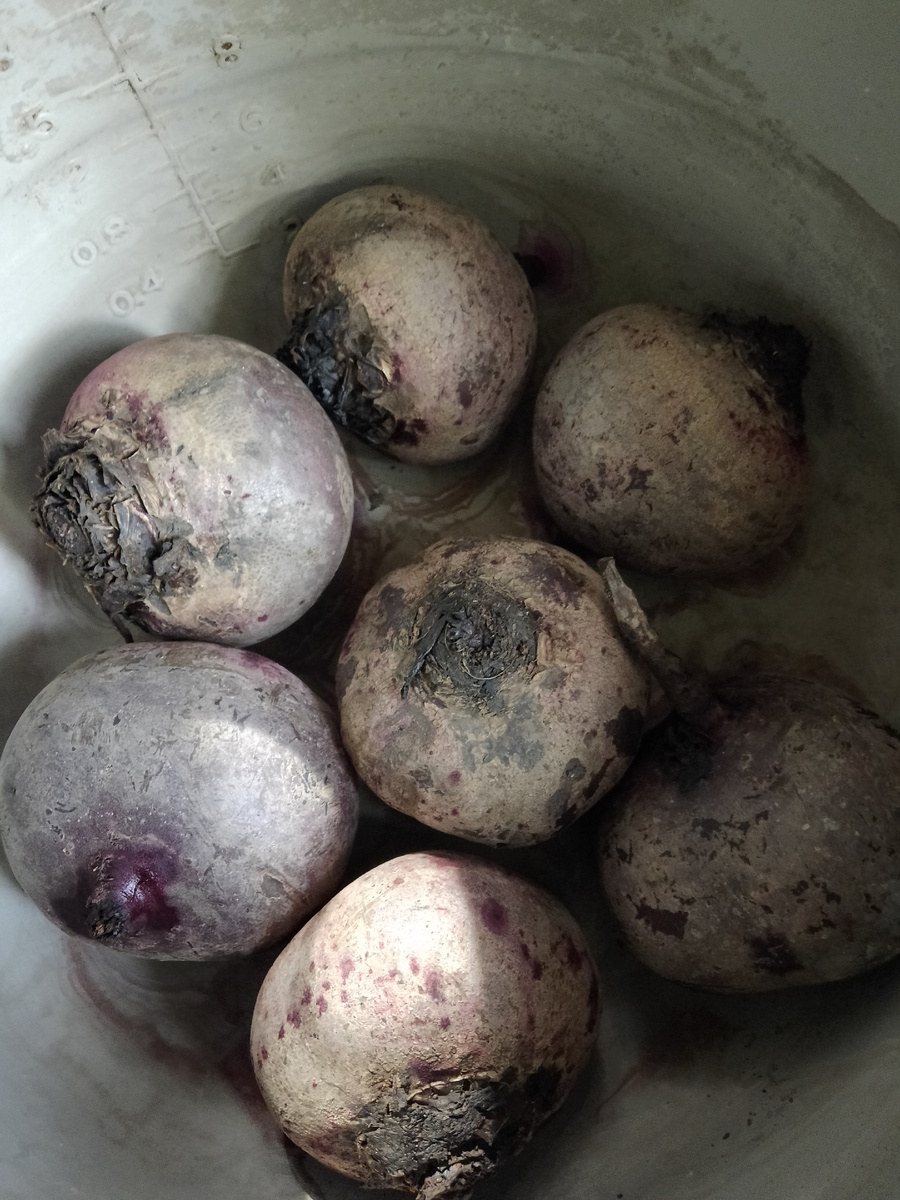 Фото автора. Сварилась свёкла. 