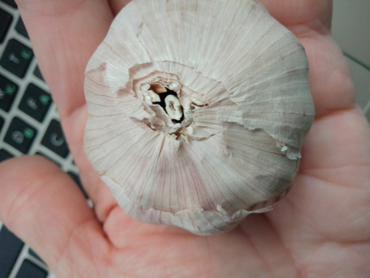 Фото автора. Чеснок дачный ещё остался. Клавиатуре не стоит удивляться : ноутбук у меня на кухне, мне так удобнее