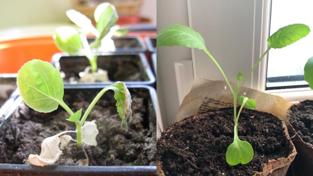 Вот так выглядит рассада, которую держат в тепле квартиры — тонкая, бледная, тянется вверх