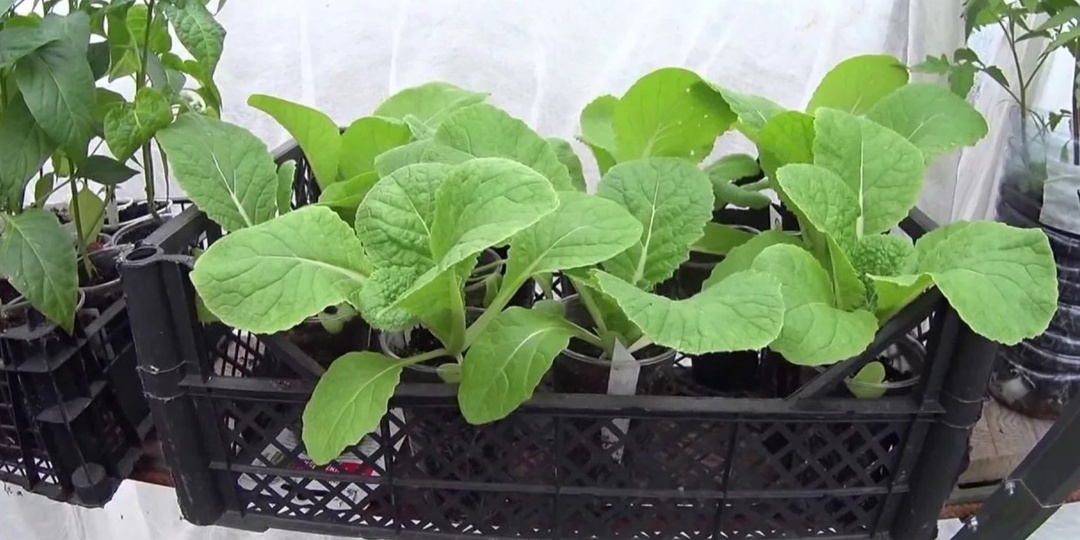 Сею капусту на рассаду и получаю крепкие всходы. 5 правил температуры