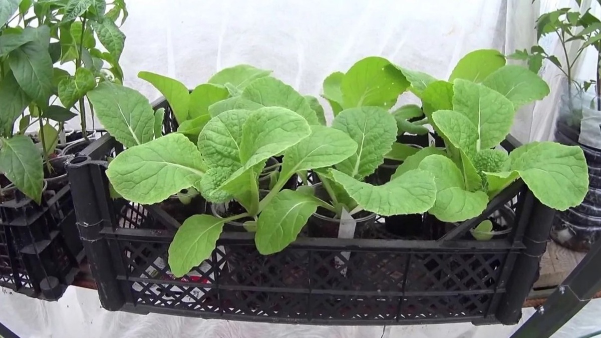 Прохладный балкон при +10...+12 градусах — лучшее место для рассады капусты