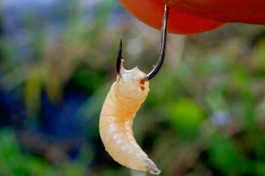 Насаживая опарыша, жало оставляют открытым