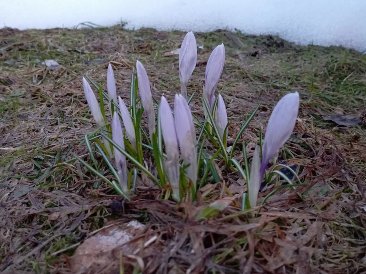 Крокусы (шафран) - символ надежды на спасение, согласно легенде об изгнании из рая
