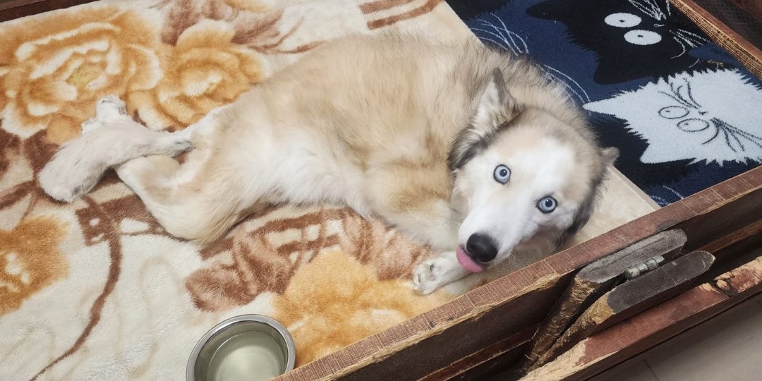 Нашей особенной девочке очень нужен корм