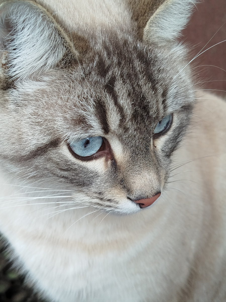 Это кот Матвей, а проще Мотя))