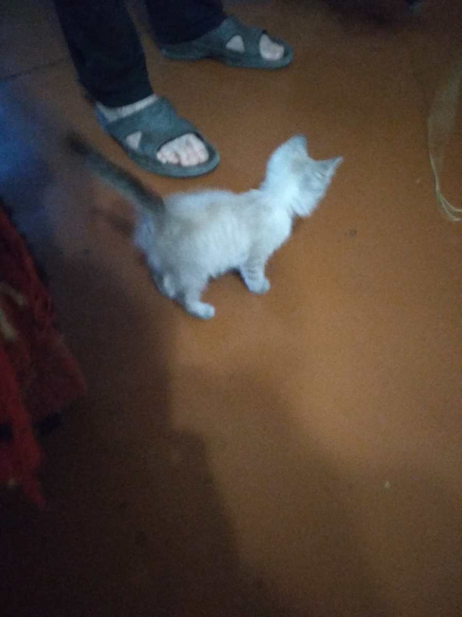  После того, как искупался. Вот таким я его принесла с улицы, была середина октября  .. Смог ли он пережить зиму?