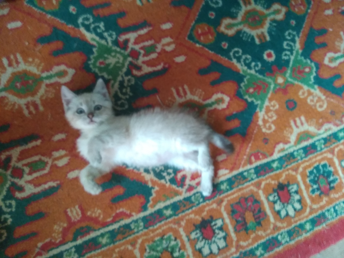 Наш многострадальный ковёр -самое любимое место для наших питомцев)) Мотя сразу оценил))
