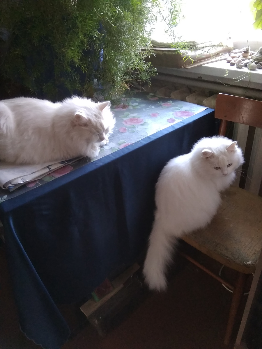 Снежана на стуле, Филя на столе