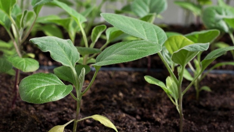  Вот так выглядит рассада, которой не мешали лишними подкормками