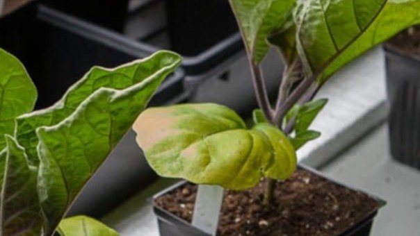 Желтизна по краю листа — первый сигнал нехватки калия