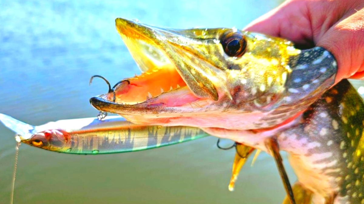 Весной щуку проще поймать на воблер