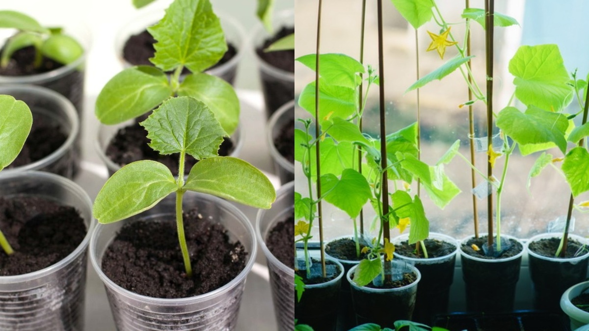 Разница в 1 неделю посева — и рассада уже совсем другая