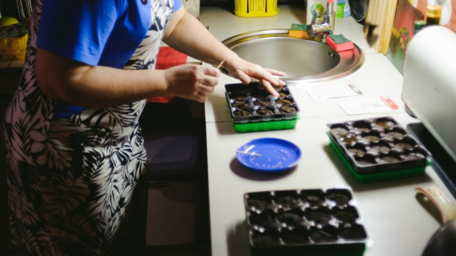 Сею огурцы на рассаду без ошибок. Всходы за 2 дня