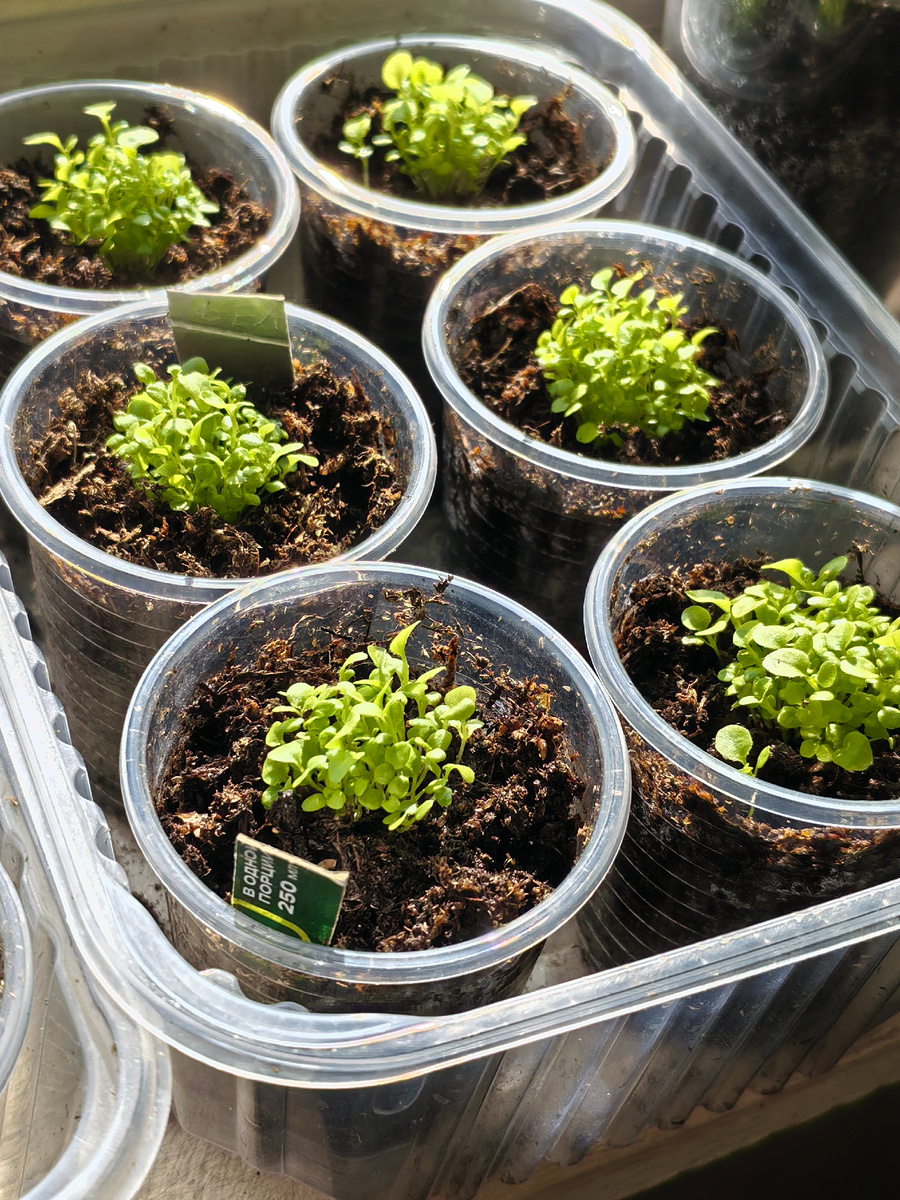 Рассада лобелии