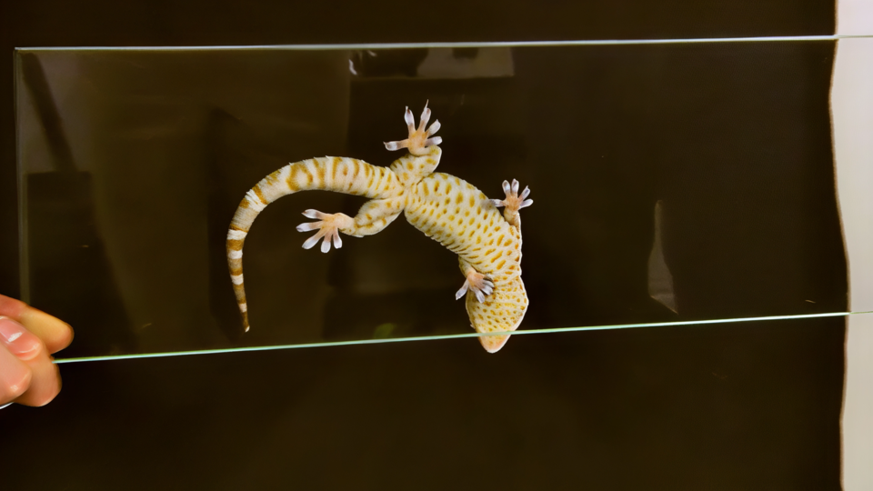 ФОТО: Кадр программы "Наука и техника", РЕН ТВ