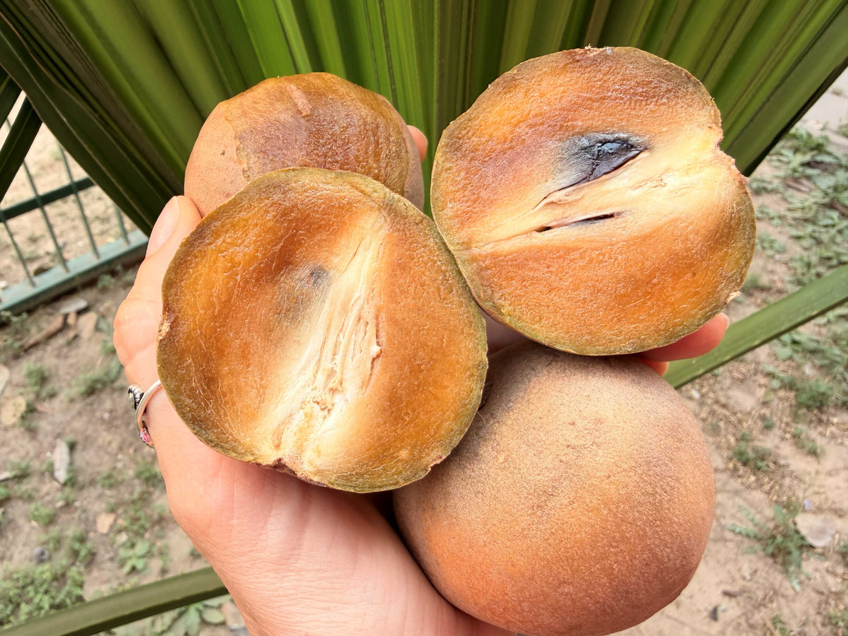 Родина фрукта – Мексика, но наибольшую популярность он приобрёл в Индии