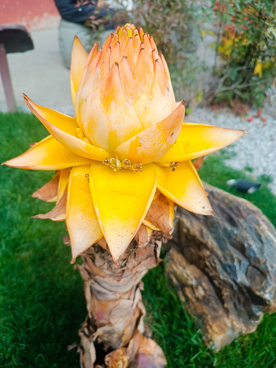 Цветок на территории храмового комплекса