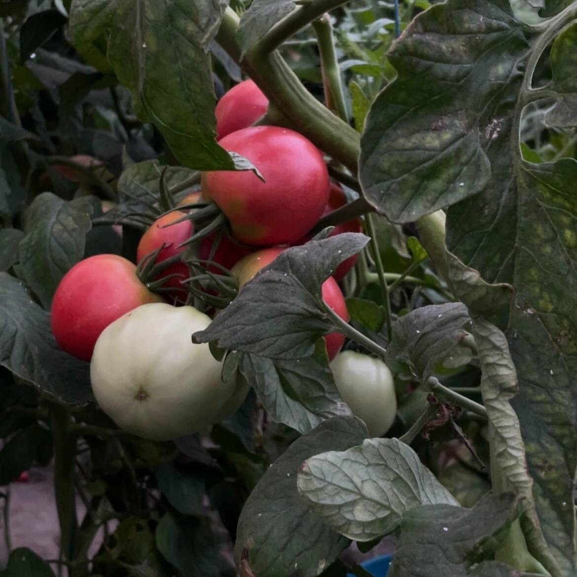    Фото: Бриф 24