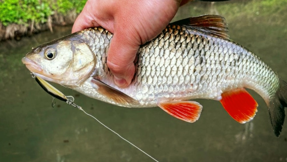 Голавль - сильная и красивая рыба