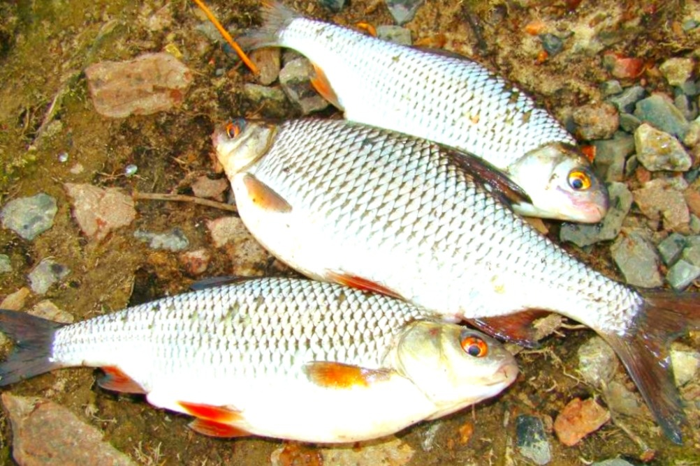 Весной отлично клюет плотва, если знать где она стоит и чем питается