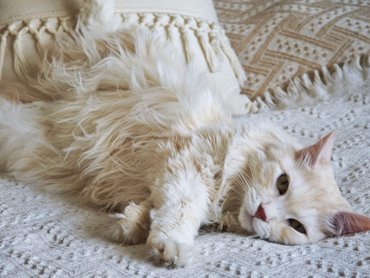 Вот такой красавец к нам прилетел. Фото владелицы