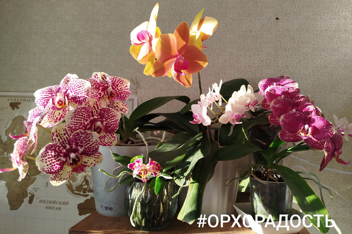 Орхорадость