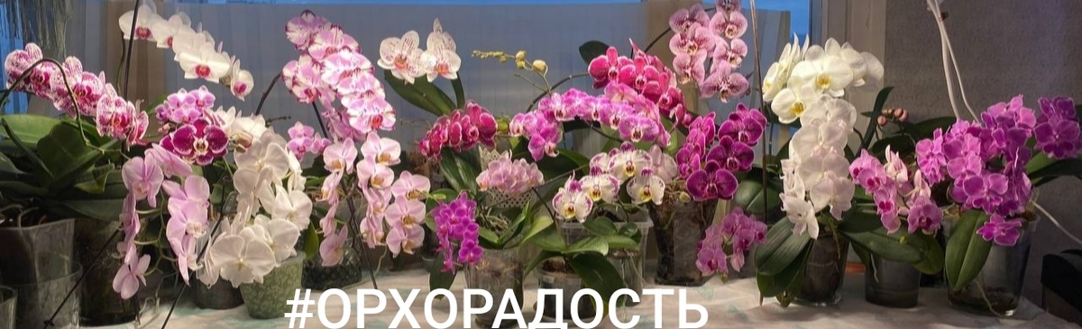 Орхорадость орхосчастье